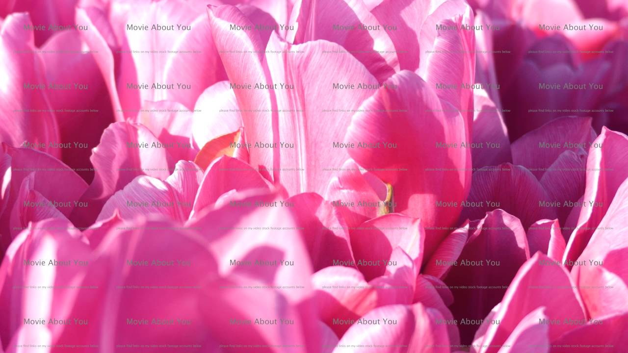 Pink tulips macro background