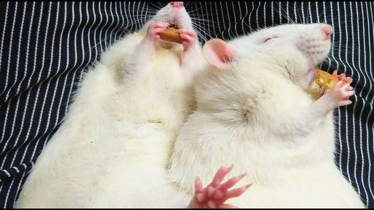 Treat to eyes l rats and their cuteness #सफेद चूहा