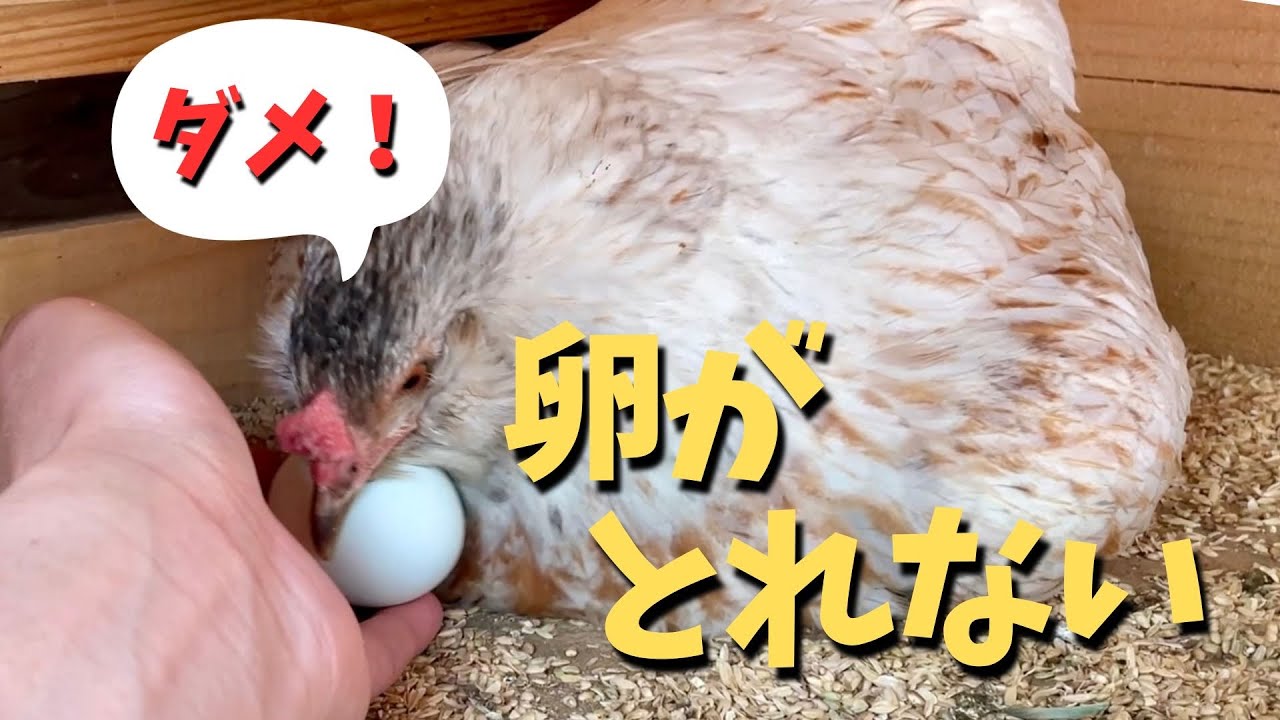 ニワトリの気が済むまで抱卵してもらいました【ニワトリ飼育】　#23