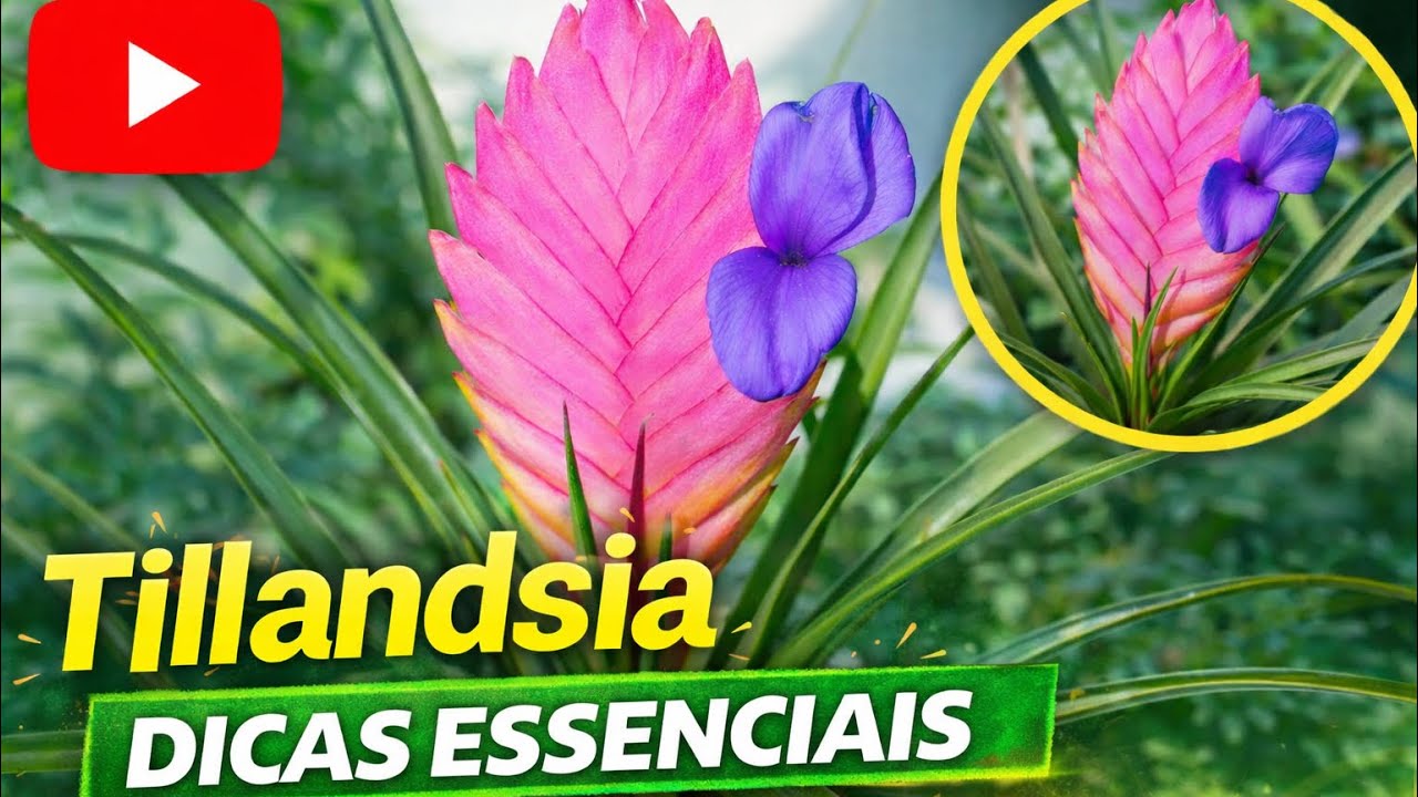 Tillandsia: A planta que vive sem terra! #tillandsia  #plantas #flowers 