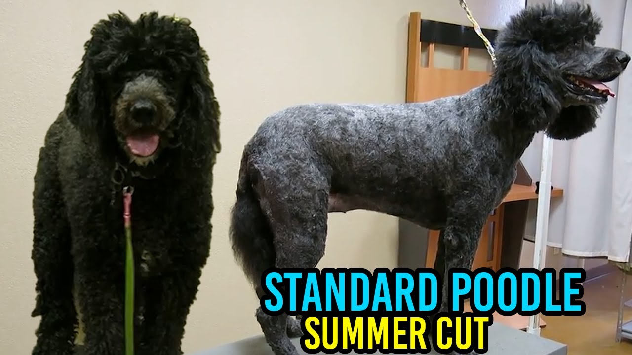 The Right Way To Cut A Standard Poodle For Summer