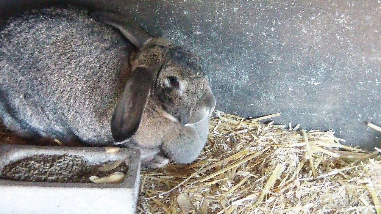 Gartenrundgang März 2017/ Wie soll das Kaninchen heißen?
