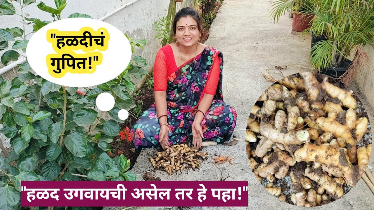 हळद काढण्याची योग्य वेळ व पद्धत | Turmeric Harvest at Home in Marathi