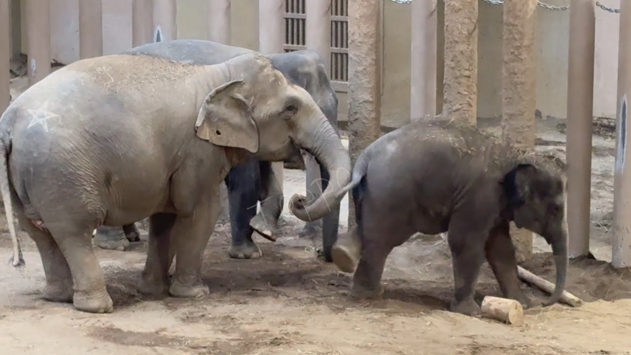 2026年1月3日 #円山動物園 #シュティン ＶＳ #タオ の土穴対決は今年も続く #MaruyamayamaZoo #Zoo #elephant
