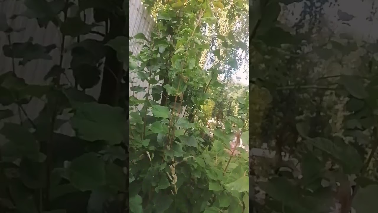 25 августа 2024 г.