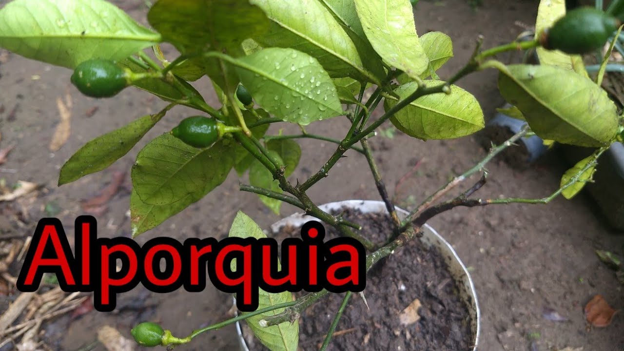 COMO FAZER ALPORQUIA NO LIMÃO - CRAVO/ROSA/GALEGO/TAÍTI