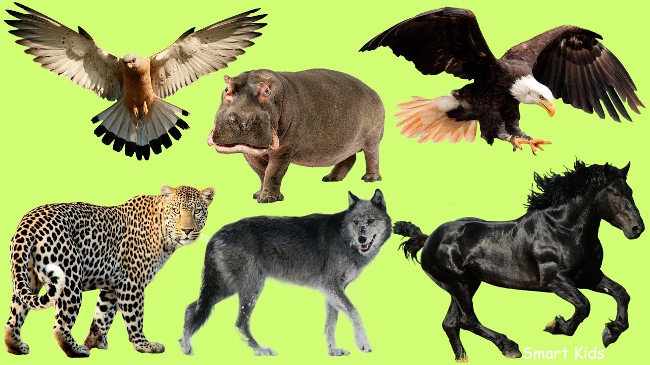 Spanish Vocabulary: Wild Animals 🐘🦉 | Listen and Repeat to Learn