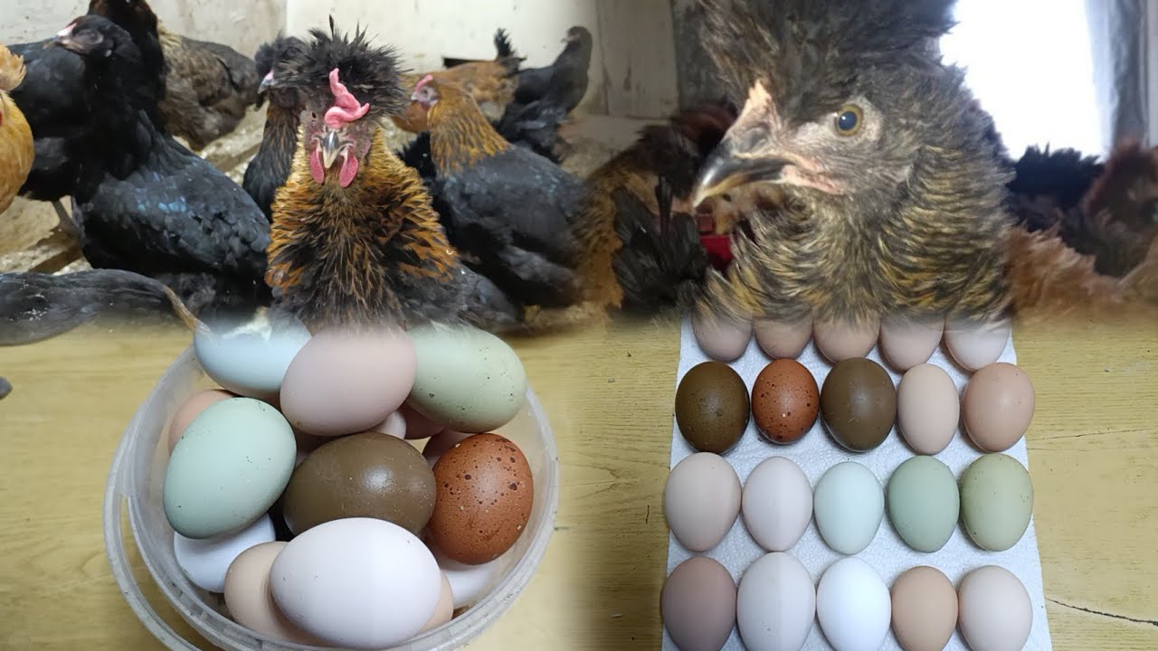 Сколько же у меня кур?🤔🙄🐔🤗