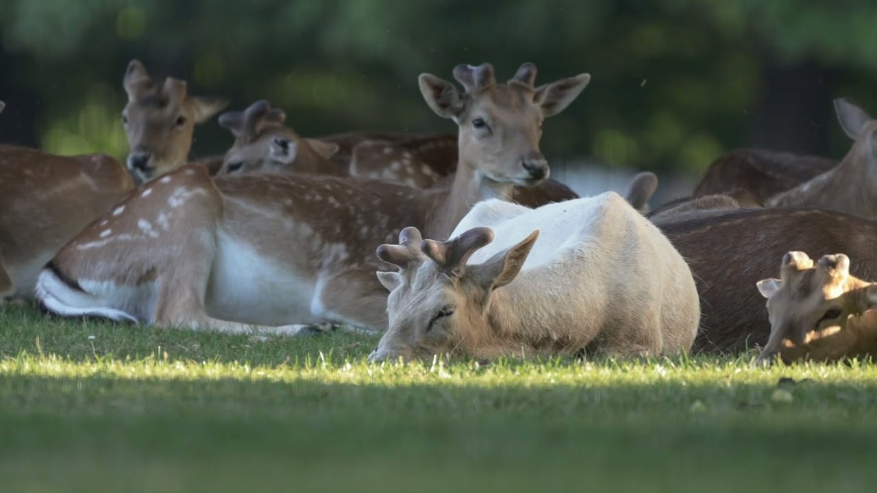 16 May 2025 Bushy Park MVI 1642