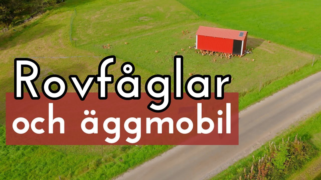 Rovfågelattacker på höns i äggmobilen