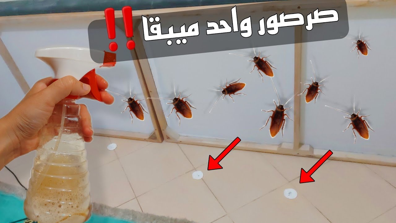 رشة وحدة ميبقاش يدور🪳❌️حيلة التقشيرة خطيرة‼️وداعا للصراصير الكبيرة والصغيرة غتشوفي النتيجة يعينيك