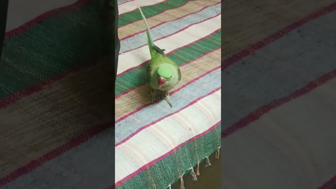 Mithu enjoying food with papa | Subscribe for green pari 🦜