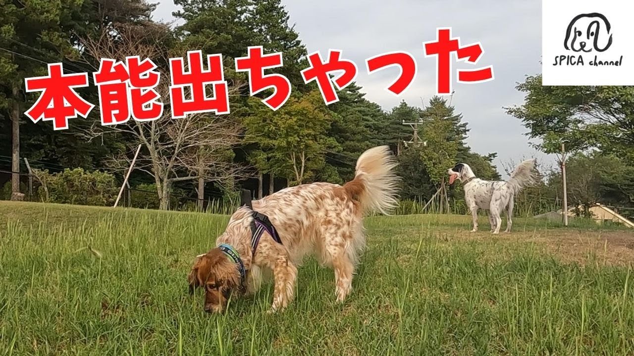 【保護犬との楽しい暮らし】化粧品屋さんのRVパークへ/猟犬オスカが本気出す？