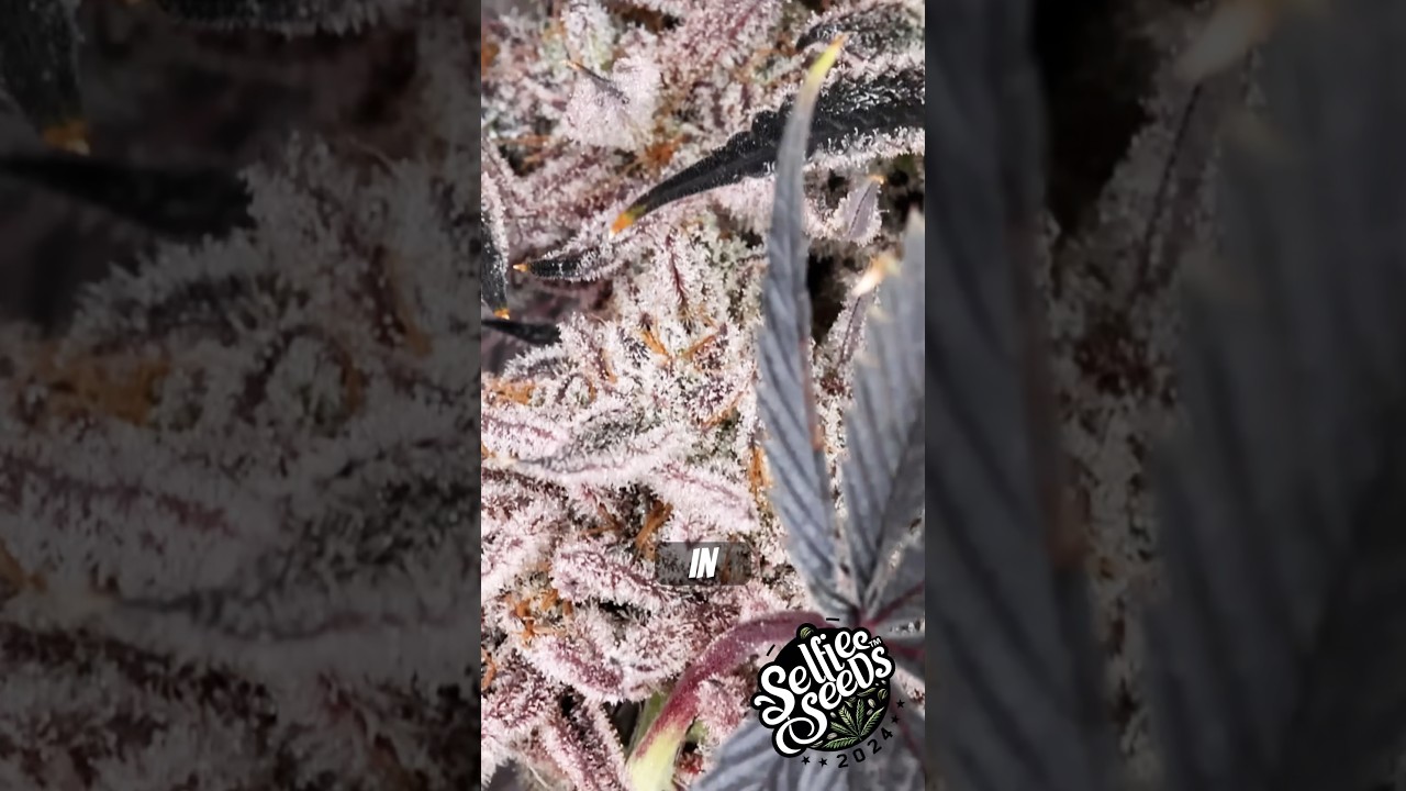 Purple Strains PURPLE STRAINS  karaoke with me and go deaf