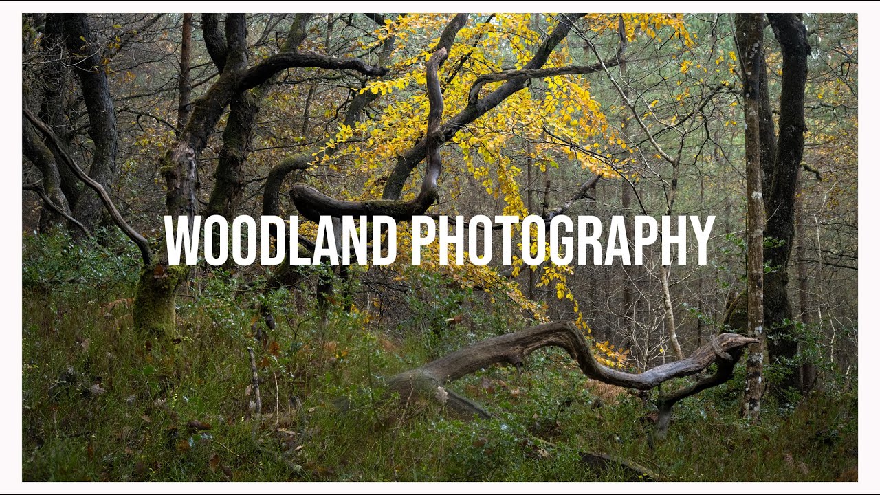 WOODLAND PHOTOGRAPHY amazing Autumn colour