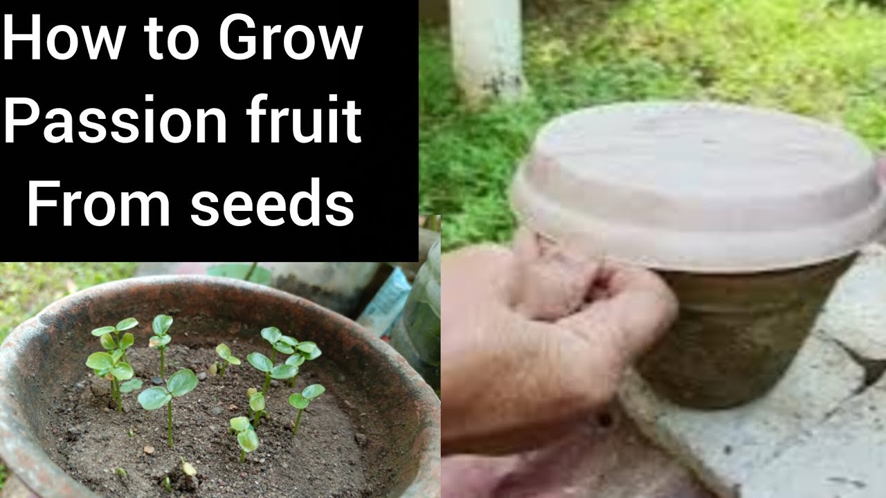 पहली बार उगाई🤔 जमकर उगी😂How to grow passion fruits plant from seeds ! BOKARO GARDEN 🌴