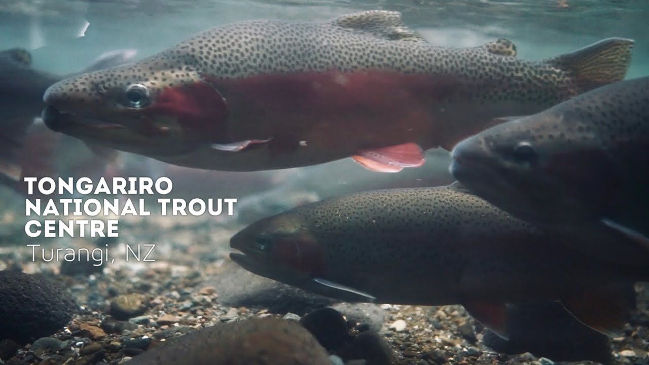Tongariro National Trout Centre - Turangi, New Zealand - May 2020