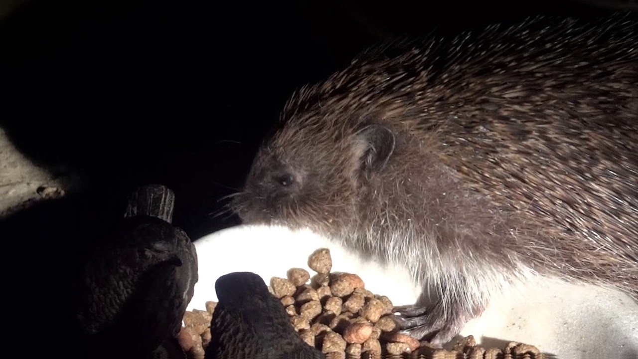 Hedgehogs appear to be thriving in Macclesfield