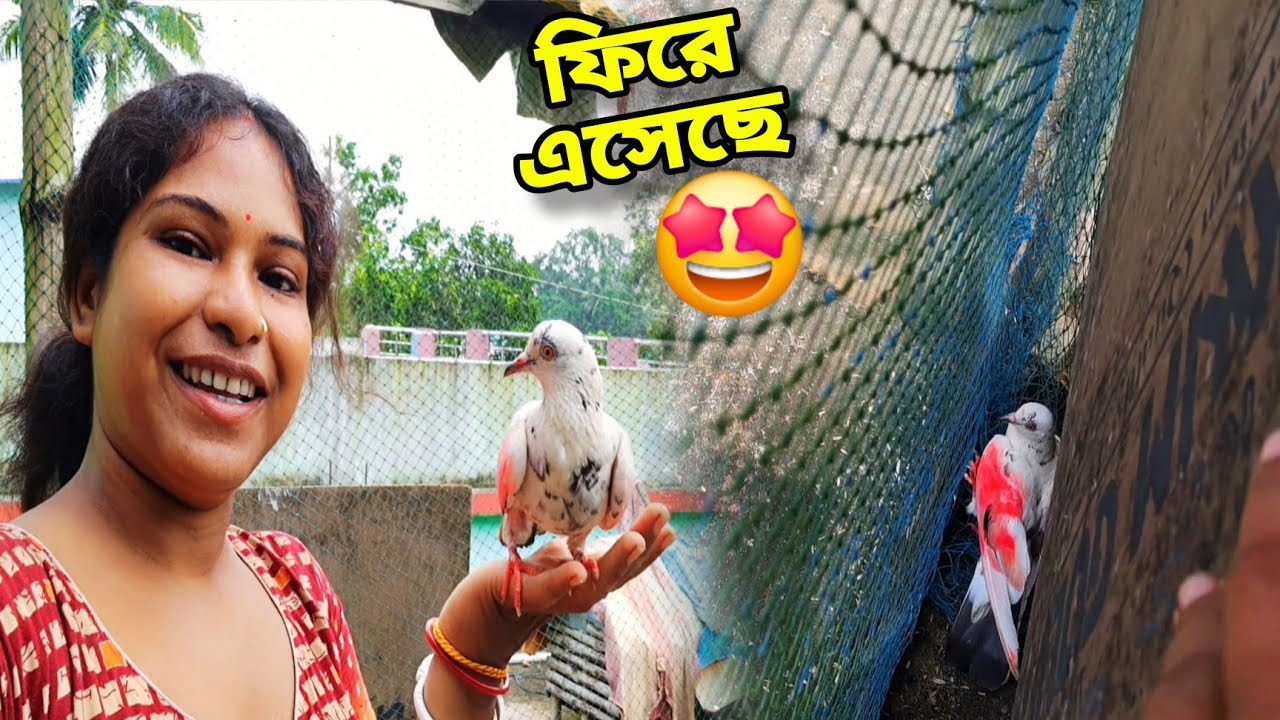 হারানো কবুতর আবার ফিরে এসেছে🤩🤩 || My Birds Caloni Vlog- #petsvlog #birdsvlog #newvlog 