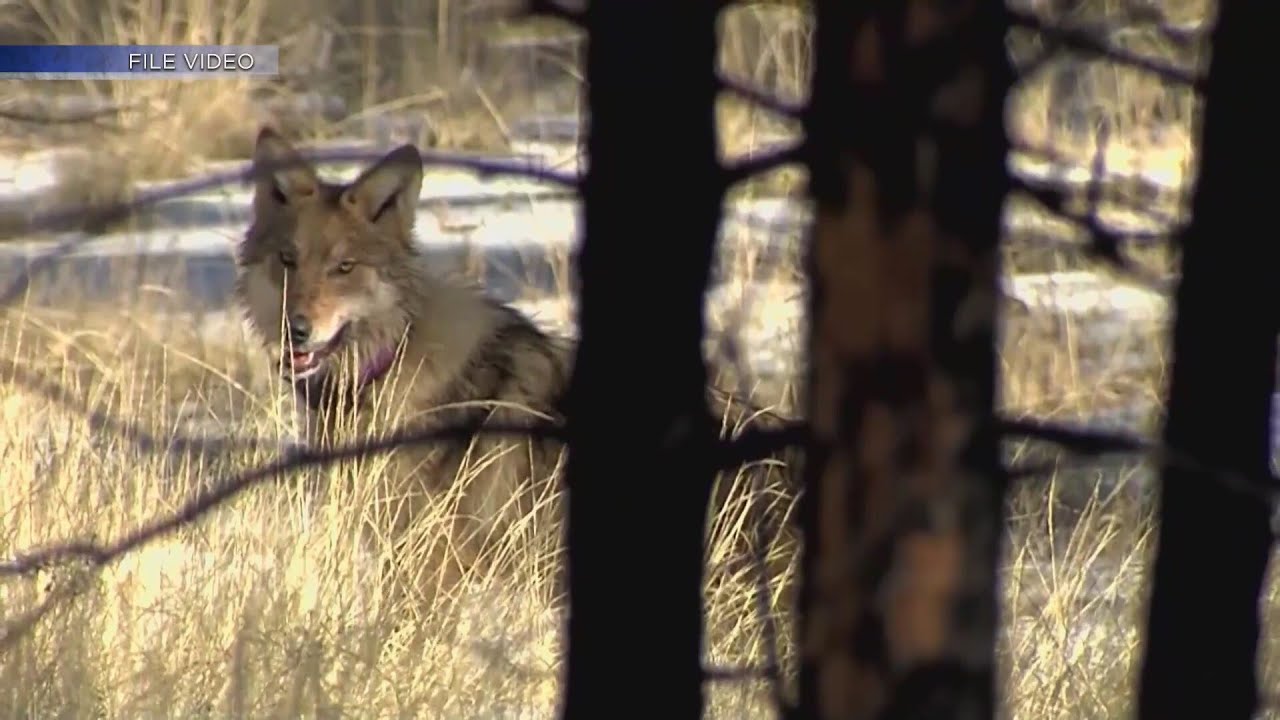 Conservationists worry Mexican grey wolves could be threatened by cuts to recovery programs