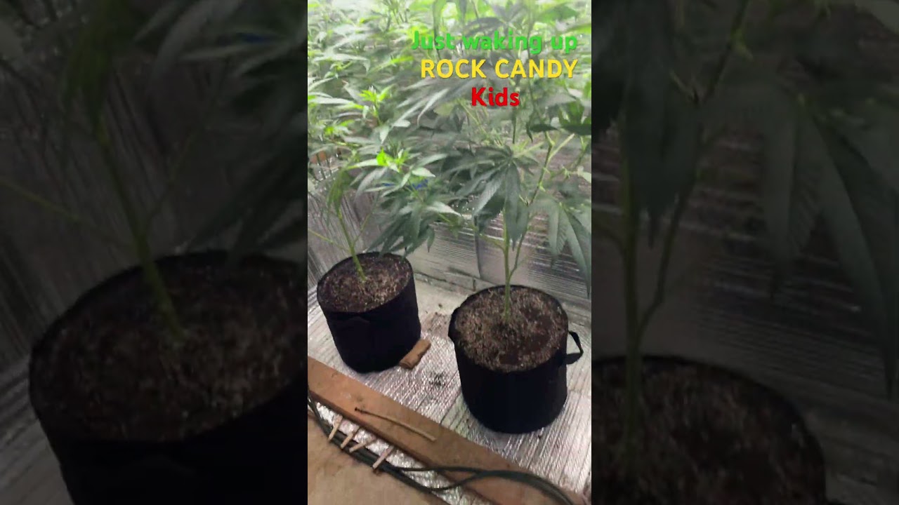 1/20/2024 Alien Rock Candy CLONES!!! Looking Amazing!!! #Daily upload