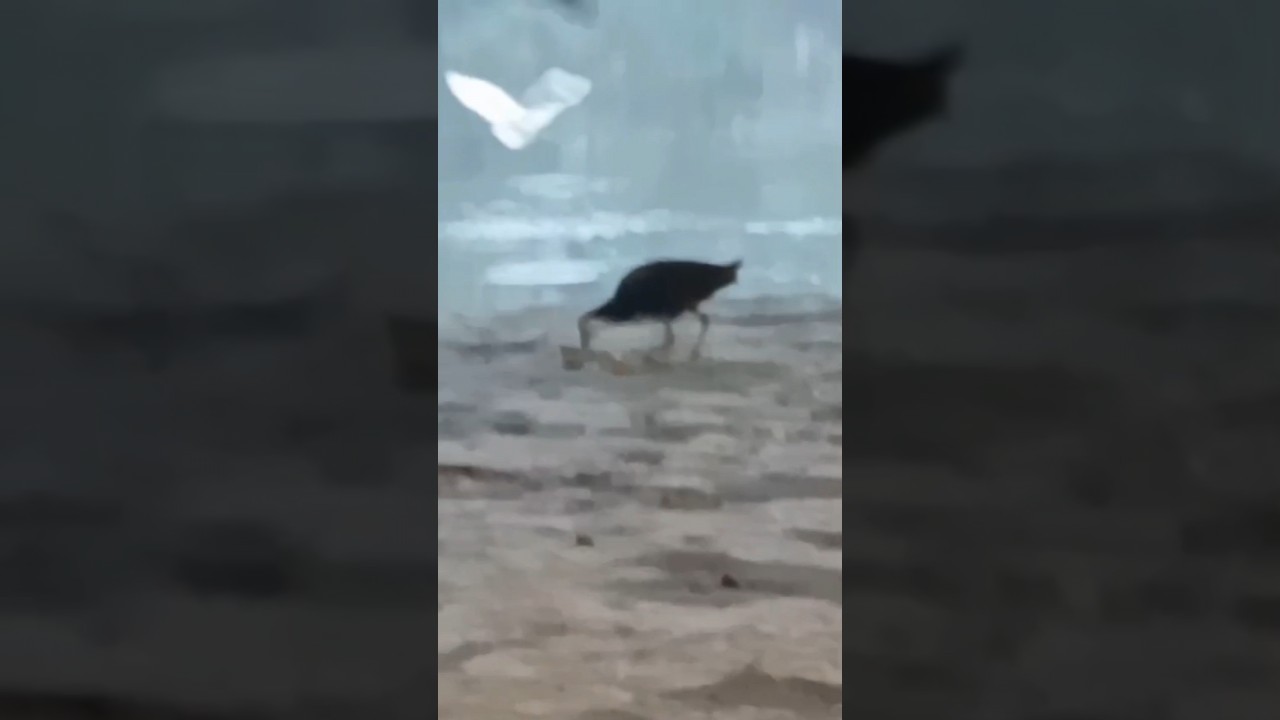 Pet Cat, Pet Dog & Crow, bird, Kolkata India #cat #petcat #pet #petcatvideo #catvideo #crow #dog