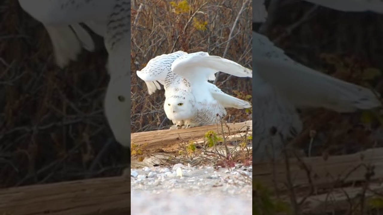 Snowy Owl stretching on the beach in Connecticut 🦉 beautiful bird at sunset