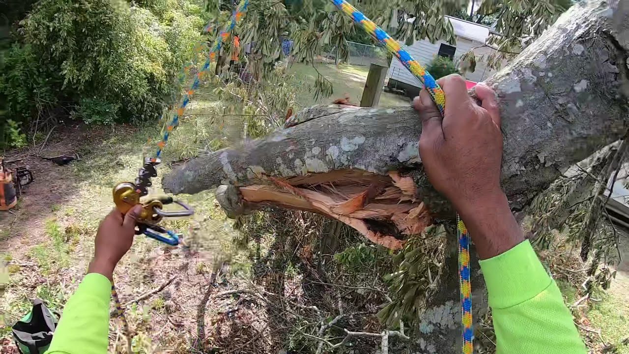 EJECT PETZL  Reducción de ramas de encino, North Carolina