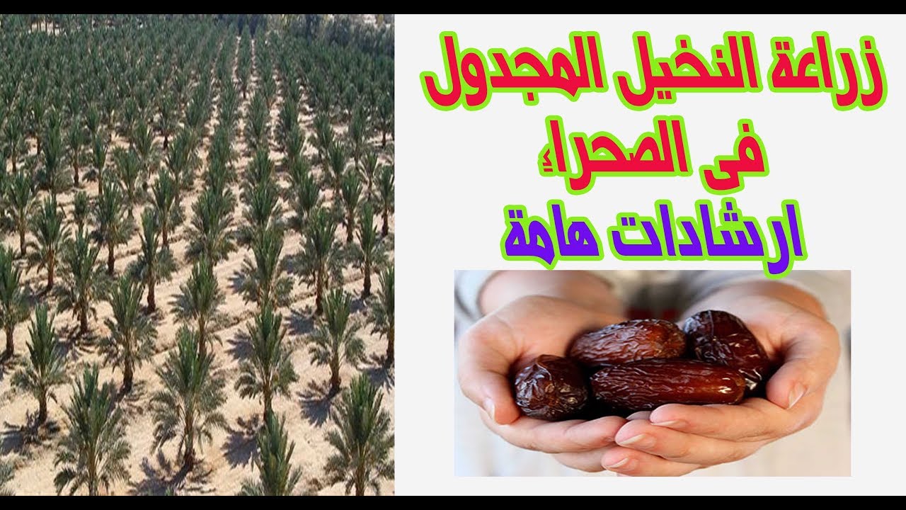 زراعة النخيل المجدول فى الصحراء ارشادات هامة # البلح المجدول