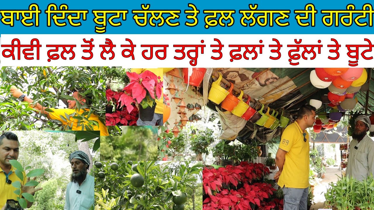 ਬਾਈ ਦਿੰਦਾ ਬੂਟਾ ਚੱਲਣ ਤੇ ਫ਼ਲ ਲੱਗਣ ਦੀ ਗਰੰਟੀ|ਫ਼ਲ ਤੇ ਫੁੱਲਾਂ ਦੇ ਬੂਟੇ|Harbhej Sidhu|Kudh kissan Nursery|