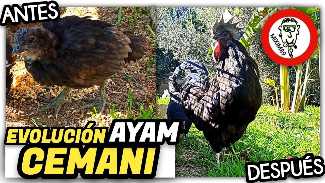 Evolución AYAM CEMANI (De Pollitos a Gallos y Gallinas) by mixim89