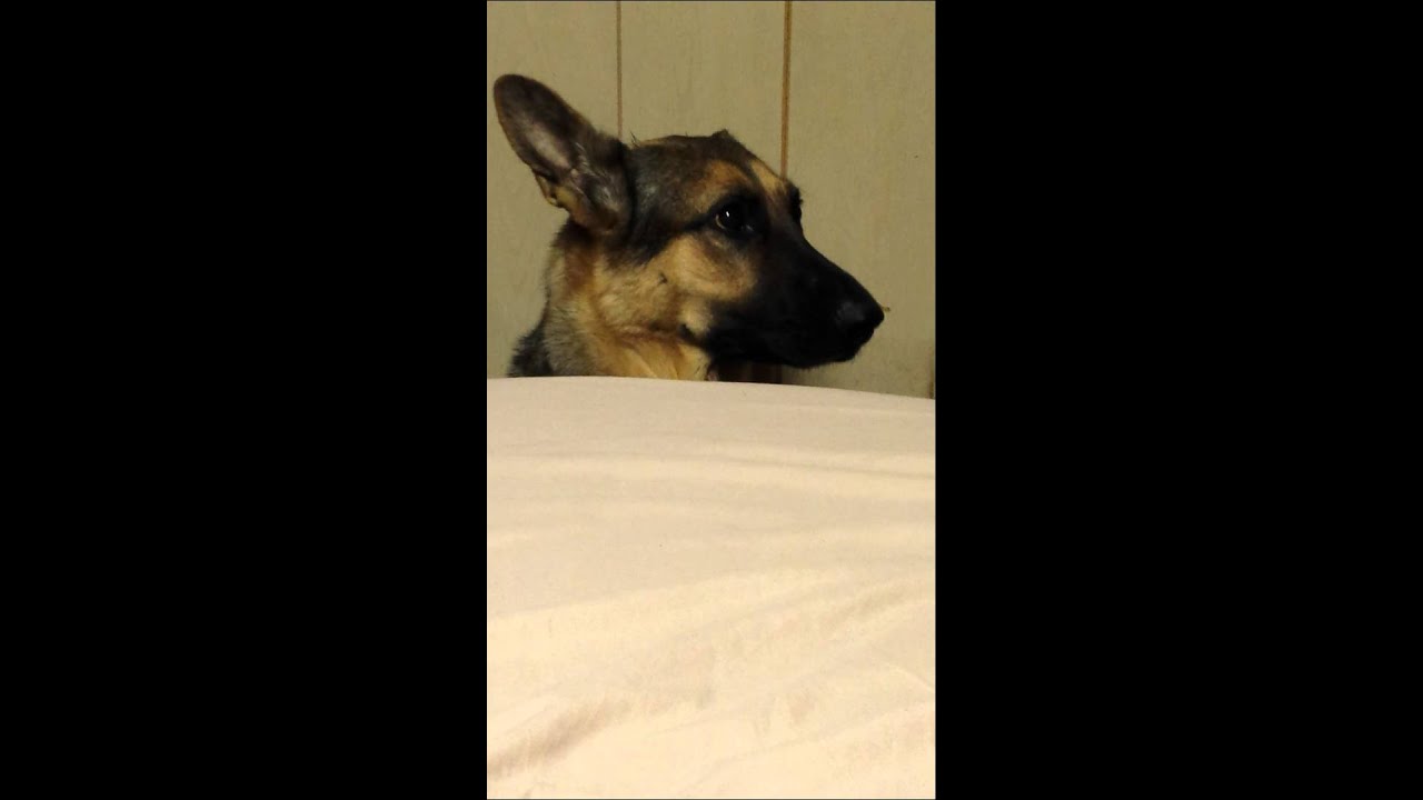 Talking German shepherd