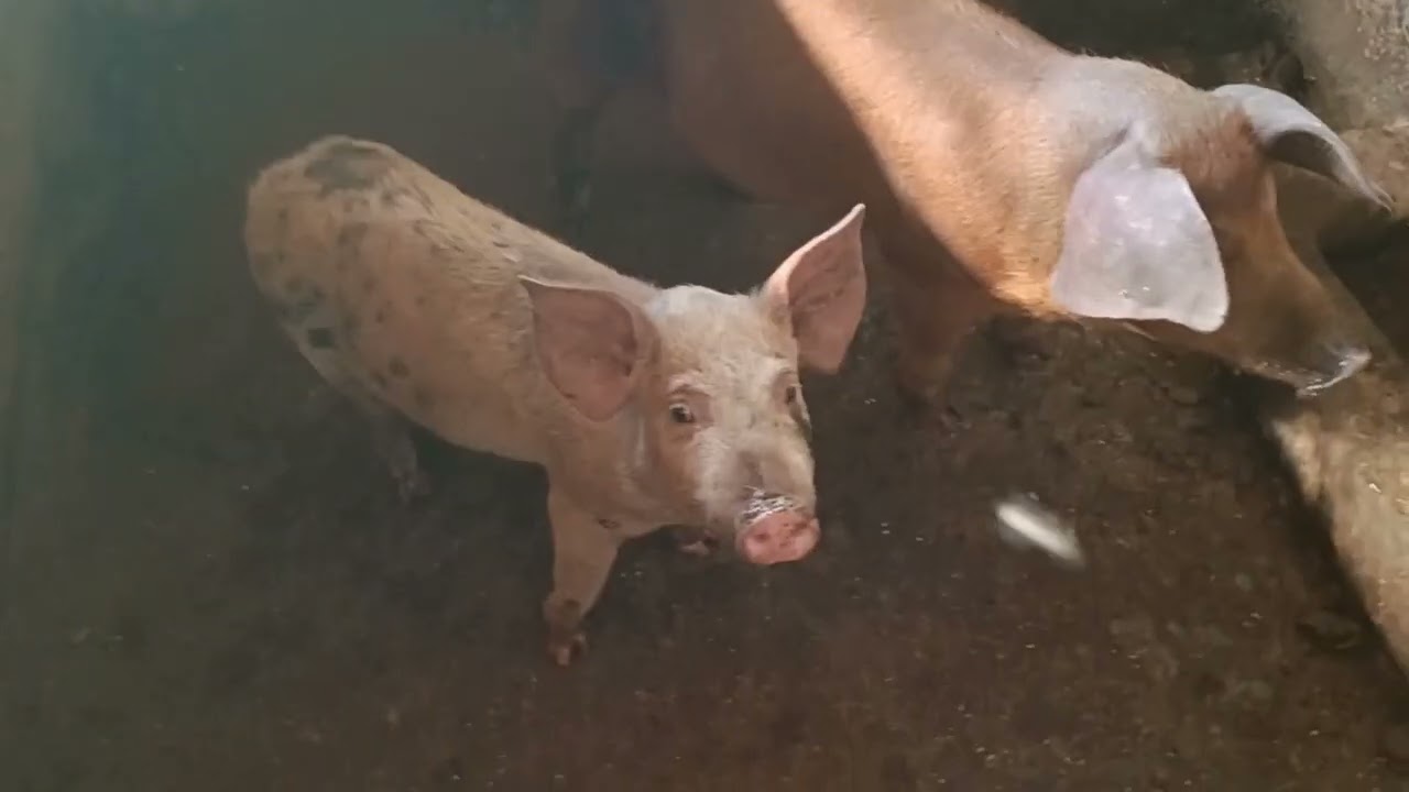 Passeio no sítio 