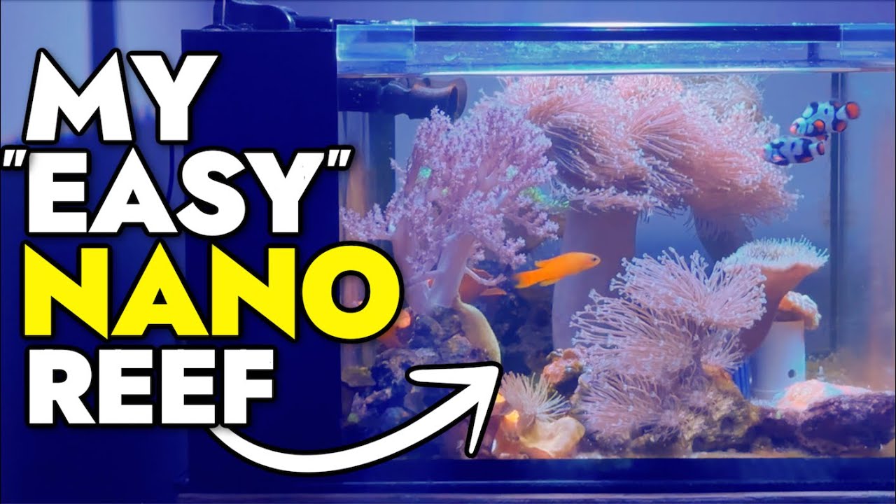 My Simple 25g Lagoon Style Reef Tank is 5 Years Old