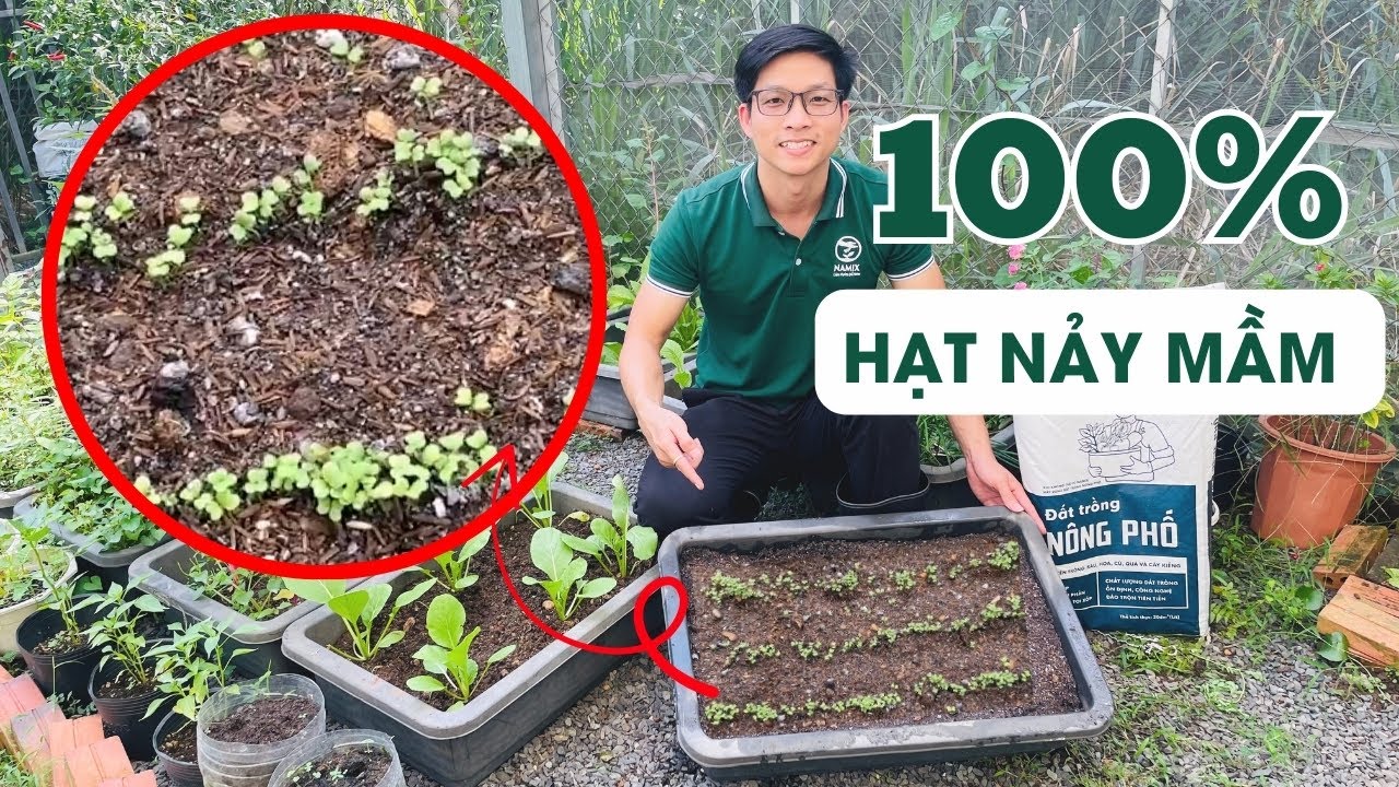 Cách gieo hạt nảy mầm 100% không phải ai cũng biết