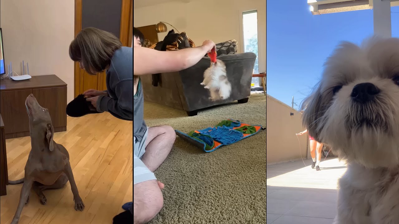 If owning a dog was a video