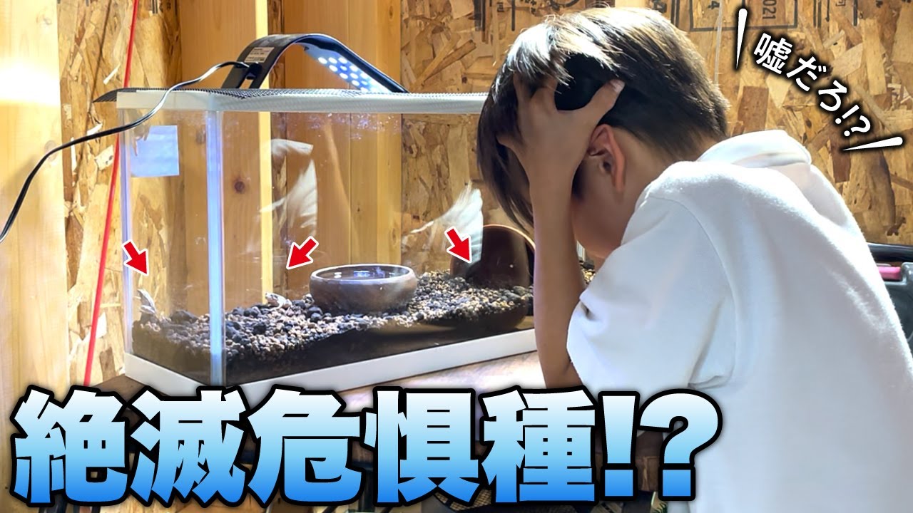 山から持ち帰り、卵から育てたカエルが絶滅危惧種だった。｜成長記録：最終回