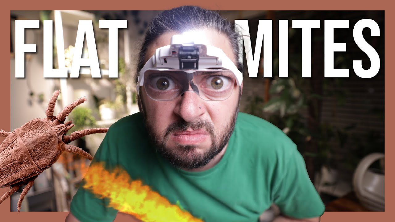 Lets Talk About Flat Mites | The Worst Pest for Hoya