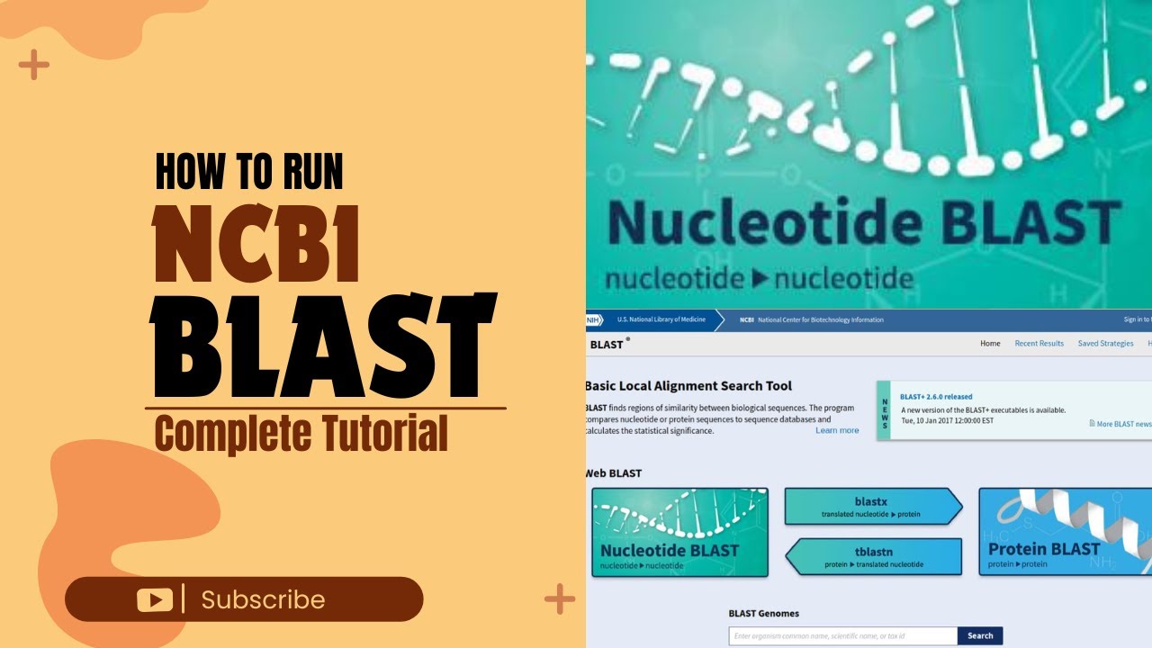 How to run NCBI Nucleotide BLAST / Step by step guide / NCBI BLAST