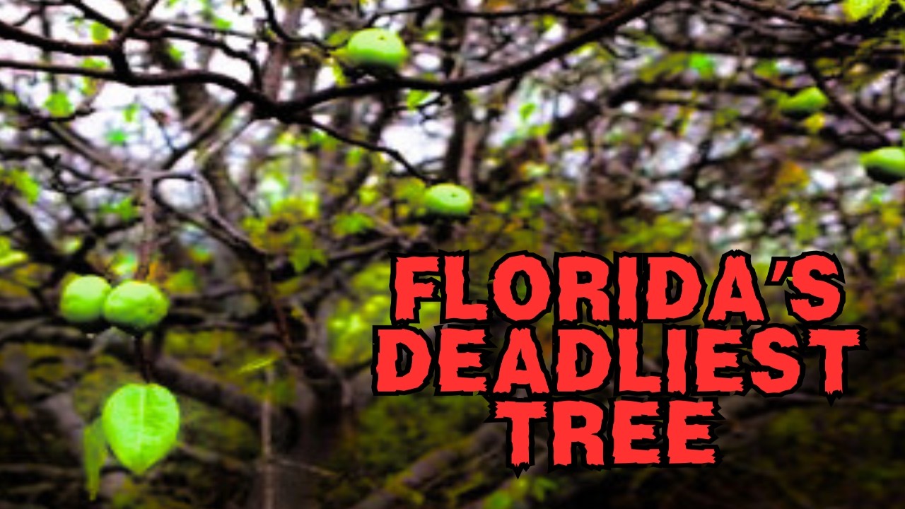 The Manchineel Tree: Florida’s Deadliest Plant ☠️🌱