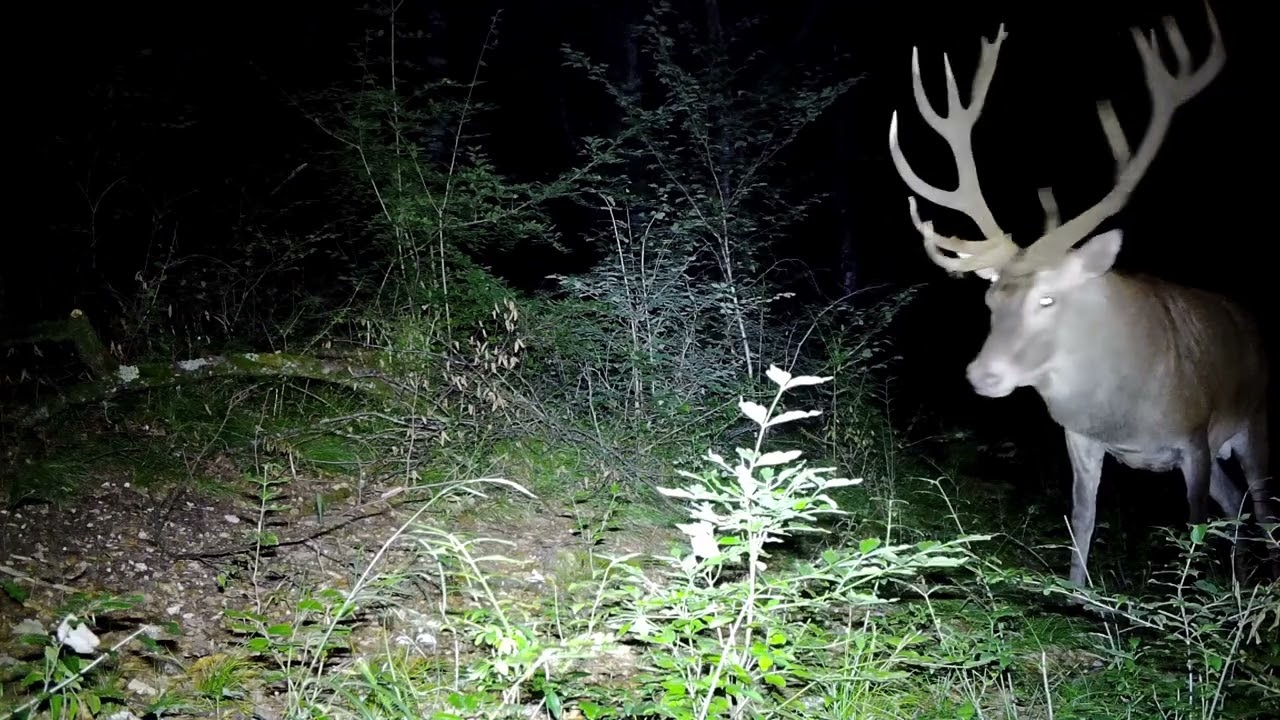 Pièges photo | Les animaux du Parc national de forêts font leur cinéma !