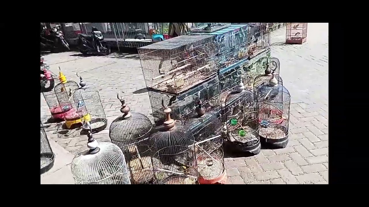JJS santuy PASAR BURUNG DIMORO kota Blitar @specialburungtrucukan8267