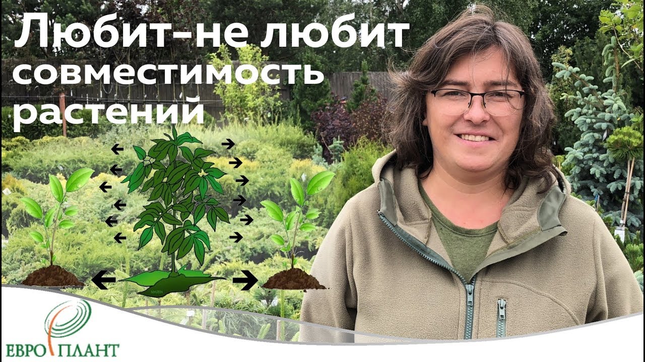 Совместимость растений.