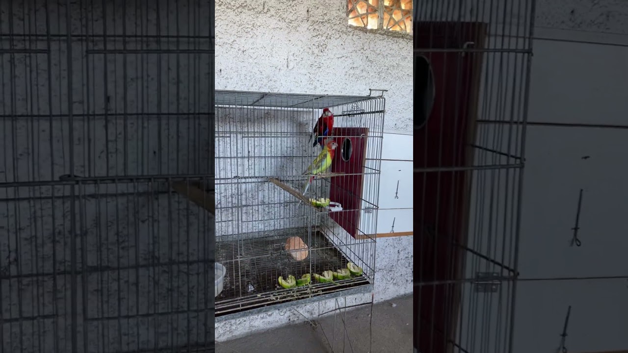 Tudo limpo e organizado, com o caf&eacute; da manh&atilde; na mesa.🦜🦜. #roselas #aves #relaxing #natureza