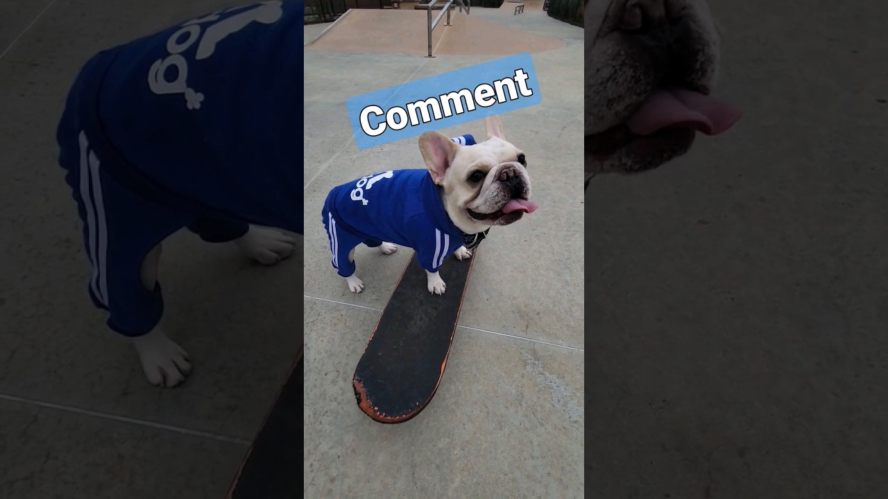 MY ADIDAS.  #dog #doglover #dogvideo  #skateboardingdog #skateboard #cool #sweater #chilling l