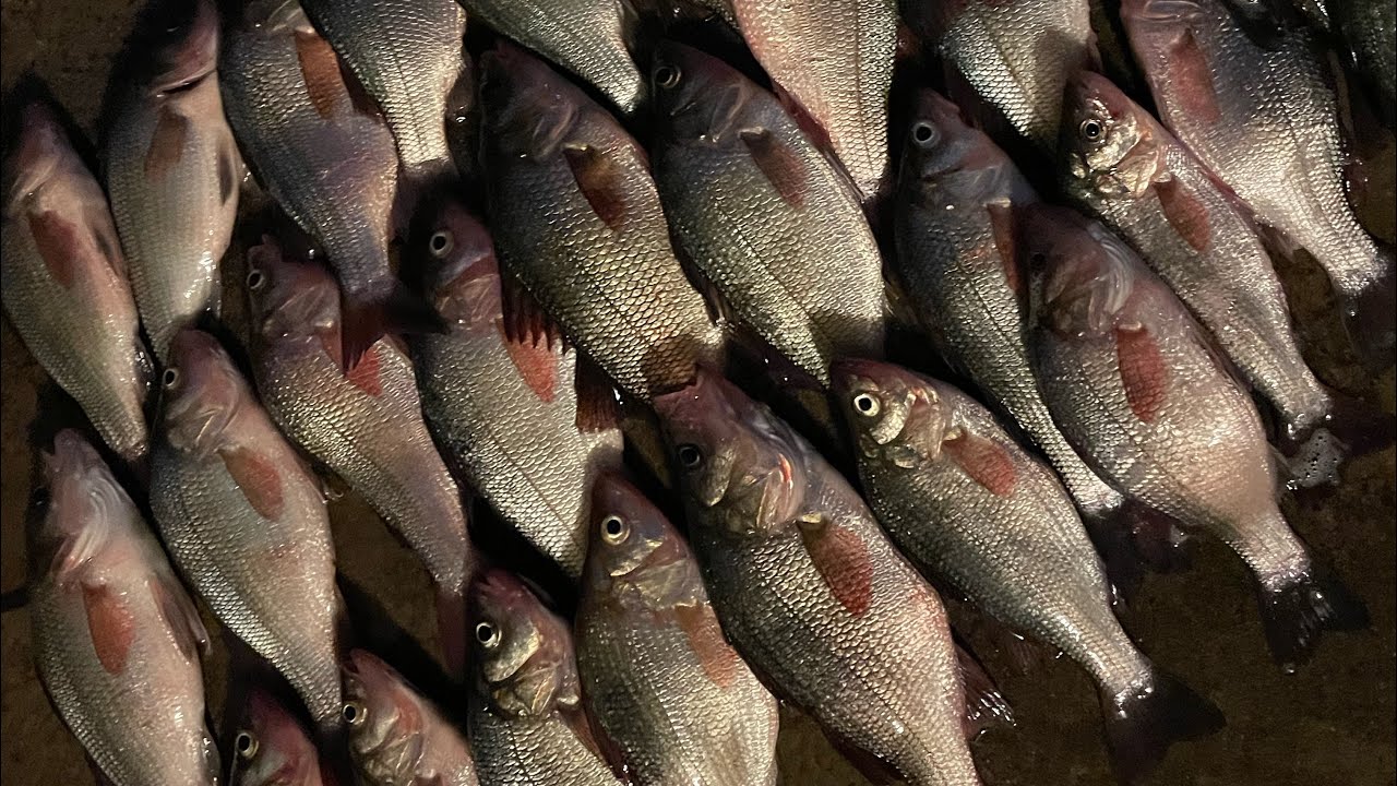 New Jersey White perch on fire