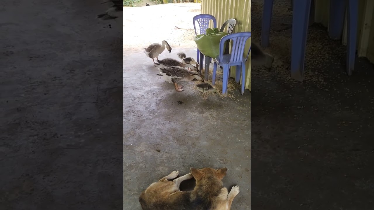 ភូមិវិមានហង្សទេវតា