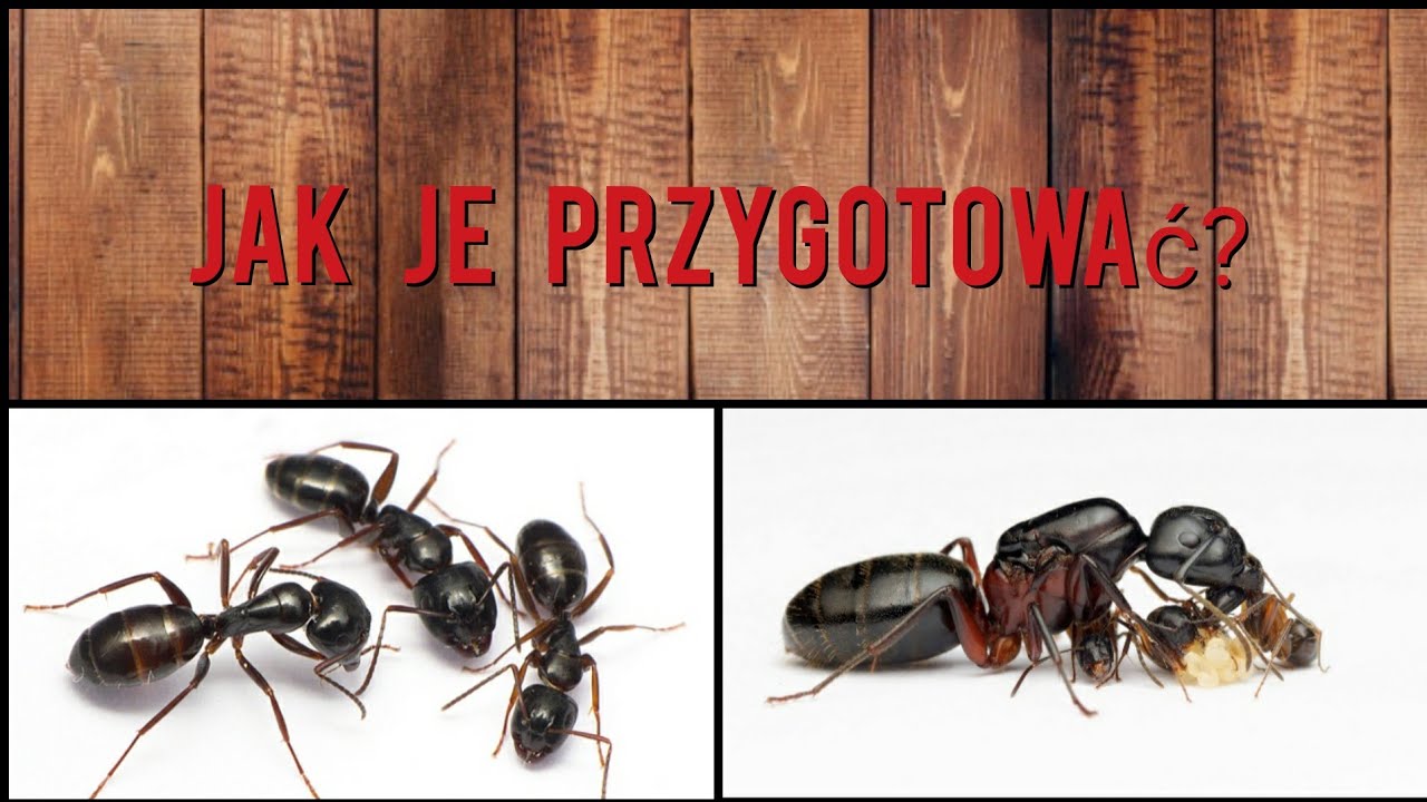 Jak przygotować mrówki na Wyjazd?-Długa pogadanka😉