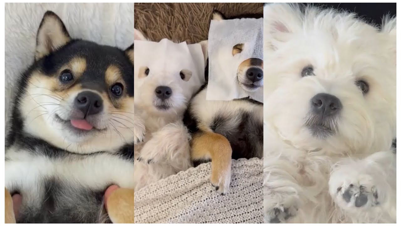 ASMR spa day em dog