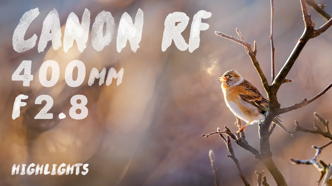 Canon RF 400mm f/2.8 | Highlights with both Photo and Video samples